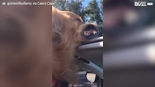 Cão adora viajar em carro conversível