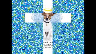 The animals are little angels sent by God, to cheer our hearts! [Quotes and Poems]