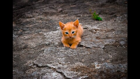 Cute and Adorable Kitten with tiny legs Awww!