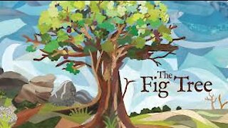 The Parable of the Fig Tree Explained