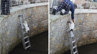 Man places ladder in river for fallen cat to climb