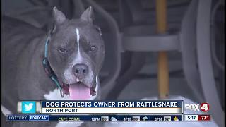 Pit Bull saves owner from snake bite