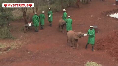 Queen Kamila Feeds Baby Elephant | #uk #queen #kenya #baby #elephant #trending #viral #fyp #foryou