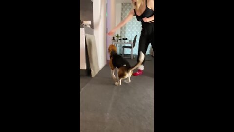 Level up jump 😎 dog training #beagle