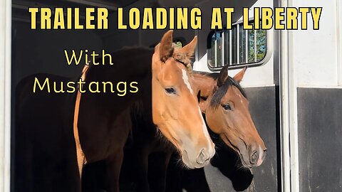 TEACHING MUSTANGS TO TRAILER LOAD with R+ Liberty