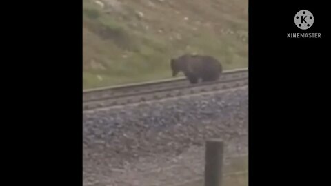 Gigantic Grizzly In Canada 🏔 🐻 🍁