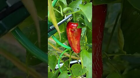 Picking the Red Jalapeno Pepper #gardening #garden