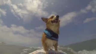 Jojo: il cane surfista!
