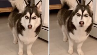 Have you ever seen a husky mixed with a corgi?