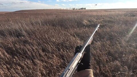 Upland and Waterfowl Hunt in a Corn Field - Mallards, Geese, and Pheasant