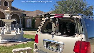 Great Danes Say Goodbye To Their Casa Bella Florida Home