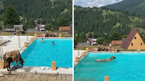 Cow decides to cool off by jumping into swimming pool