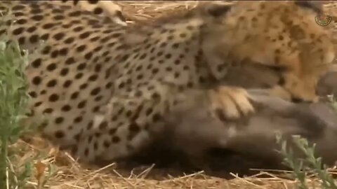 Attacks leopards, cheetahs and hyenas in the wild Attacks of lions