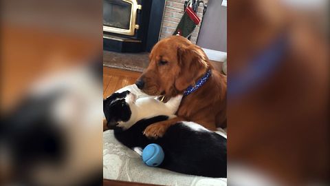 Unlikely Animal Friendship Will Set Your Relationship Goals