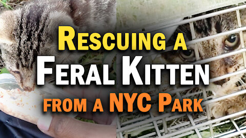 Rescuing a Feral Kitten from a NYC Park!