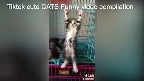 Tiktok Cute CATS Funny Videos Compilation