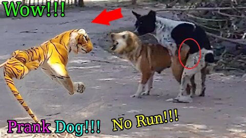 Wow Nice Fake Tiger Prank Dog!!! Dog Run Very Funny Prank Video 2021