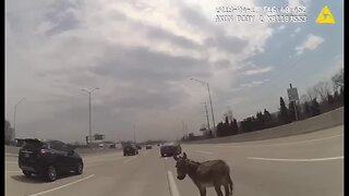 VIDEO: Donkey blocks traffic on I-90 in a Chicago suburb