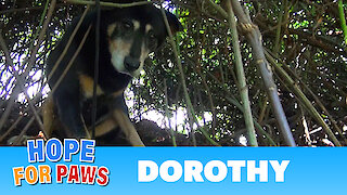 Hope For Paws: Dorothy a Senior Dog Bites Her Rescuer But Then Makes an Incredible Transformation.