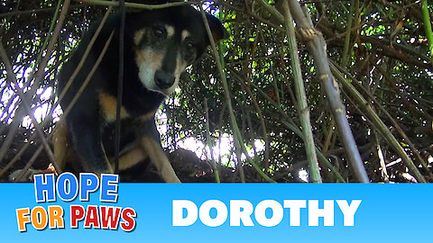 Hope For Paws: Dorothy a Senior Dog Bites Her Rescuer But Then Makes an Incredible Transformation.