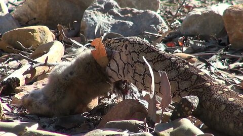 Wild Monitor Lizard Eats Wild Rabbit! #vs #dragon #monitor