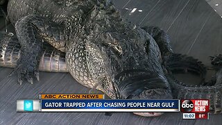 Gator trapped after chasing people near Gulf