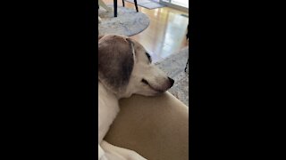 Dreaming Beagle 🐶