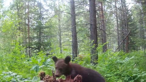 Bear attack on a camera trap. Taiga Siberia