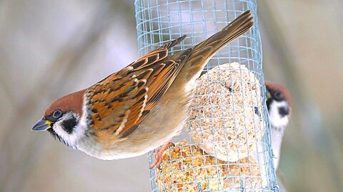 Eurasian Tree Sparrows and a Metal Feeder