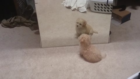 "Cute Dog Plays With Her Reflection in Mirror"