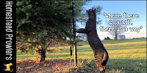 Otis Cat Is Determined To Get Up In This Tree