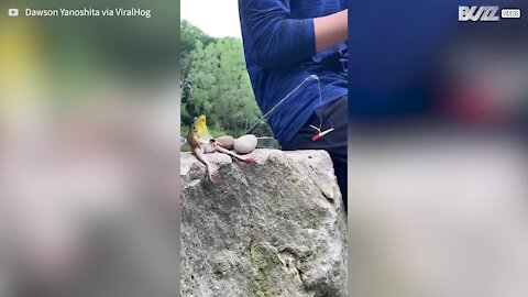 Cette grenouille participe à une journée de pêche