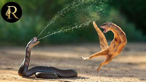 Snake And Mangoose Real Fight !! Snake Video ! Wild Animal ! Snake Attack ! #Shorts By Raghuwanshi -