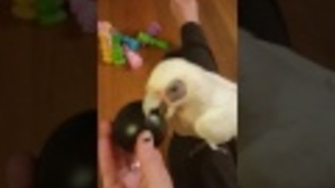 CUTEST PARROT EVER--MAUI LYNN LEARNS TO BOWL!!!