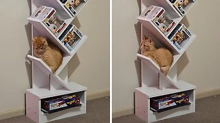Kitten Finds The Most Unusual Place To Sleep