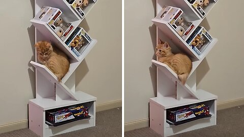 Kitten Finds The Most Unusual Place To Sleep