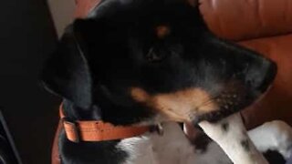 Cão adora morder a sua própria perna!