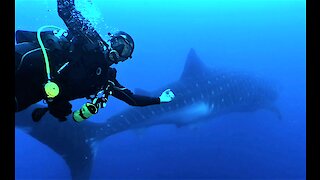 Scuba diver performs world's most perfect photo bomb