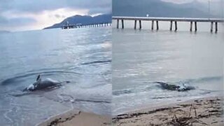 Krokodil kalasar på en död fisk på en strand i Australien