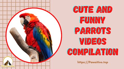 Cute and Funny Parrots Videos Compilation - Stay Pawsitive