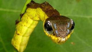 Caterpillar Has A Unique Way To Deter Predators