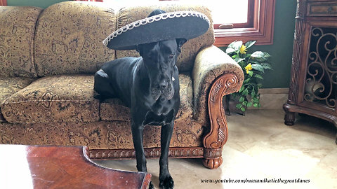 Funny Great Danes Dress Up for Cinco De Mayo
