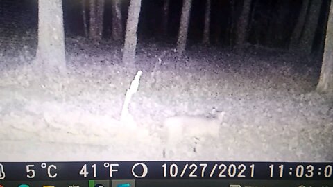 Bobcat on trail cam