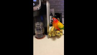 Parrot knows it's banana time when his owner makes morning coffee