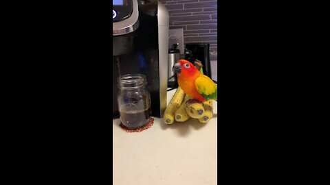 Parrot knows it's banana time when his owner makes morning coffee