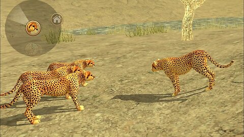 Wild Powerful Cheeta Sim - Preying With Family - 3D Animated Android , ios Live Gameplay