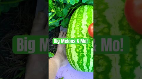Bubbas Garden #bubba #giantpumpkin #melon
