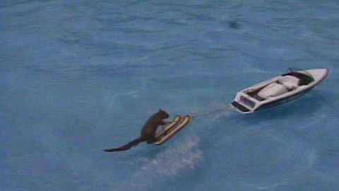 Twiggy the Water-Skiing Squirrel