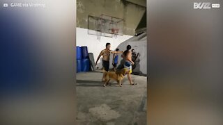 Golden Retriever Loves To Play Basketball