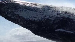 Jumping whale narrowly misses boat